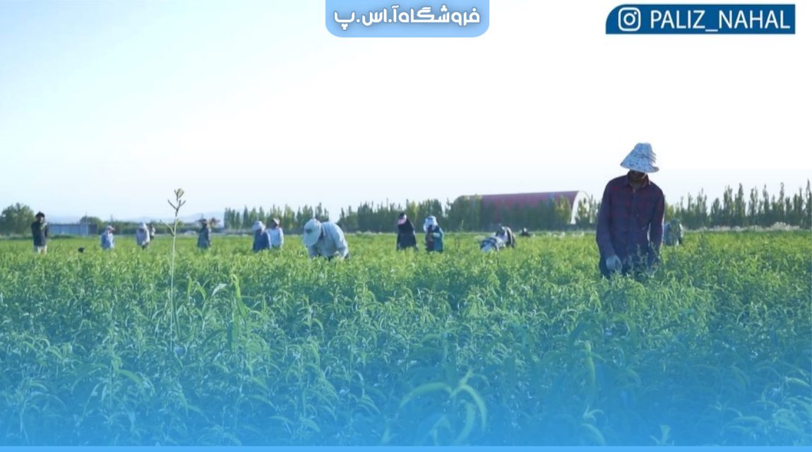 چگونه از خرید نهال سالم به توسعه یک باغ پربار و زیبا بپردازیم؟