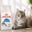 غذای خشک گربه رویال کنین ایندور 500 گرم Royal Canin Indoor