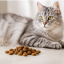 غذای خشک گربه رویال کنین ایندور 500 گرم Royal Canin Indoor