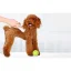 ماشین اصلاح موی حیوانات خانگی شیائومی مدل Xiaomi Pawbby Pet Hair Clippers MG-HC001A