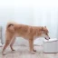 آبخوری هوشمند حیوانات شیائومی Xiaomi smart pet fountain XWWF01MG