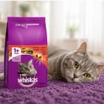 غذای خشک گربه ویسکاس با طعم گوشت 500 گرم Whiskas Food