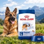غذای خشک سگ مکسی ادالت رویال کنین 1 کیلوگرم Royal Canin Food