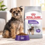 غذای خشک سگ رویال کنین مینی استرلایزد (عقیم شده) 3 کیلوگرم Royal Canin Food