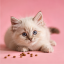 غذای خشک بچه گربه رویال کنین مدل کیتن Royal Canin kitten وزن 2 کیلوگرم