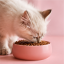 غذای خشک بچه گربه رویال کنین مدل کیتن Royal Canin kitten وزن 2 کیلوگرم